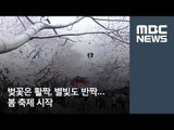 벚꽃은 활짝, 별빛도 반짝…봄 축제 시작 / MBC
