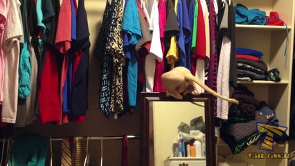 Funny Cats of Week Compilation April 2018 - Top Funny Cat - Top Funny Dog 2018