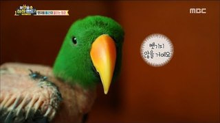 [Haha Land 2] 하하랜드2 -A parrot exploding in jealousy 20180328