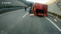 Hundreds of pigs spill onto motorway as transport lorry tips over