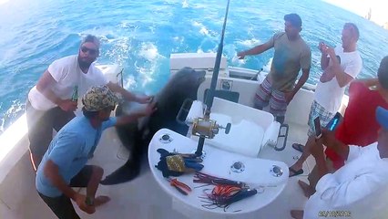 Une otarie s'invite sur un bateau pour manger du poisson