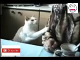 cats funny videos 2018 || cats funny moments || try not to laugh or grin || CM WORLD