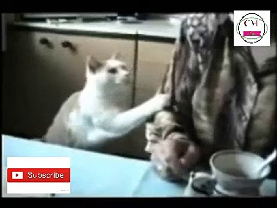 cats funny videos 2018 || cats funny moments || try not to laugh or grin || CM WORLD
