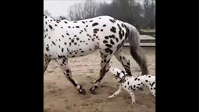 Ce chien et ce cheval se ressemblent comme deux gouttes d'eau