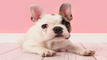 Dog Training Tips: 3 Worst Mistakes You Can Make When Raising Your Puppy