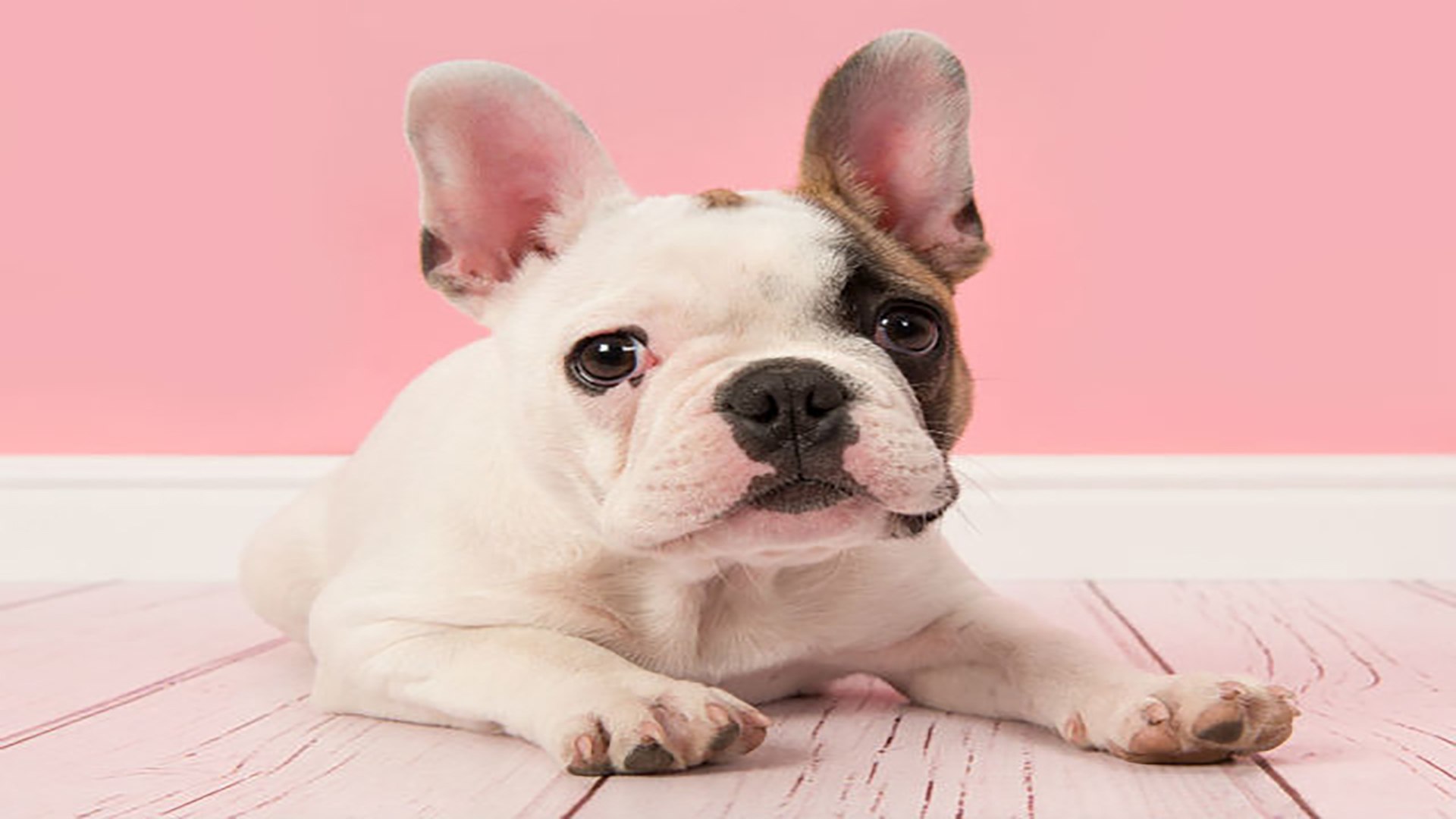 ⁣Dog Training Tips: 3 Worst Mistakes You Can Make When Raising Your Puppy