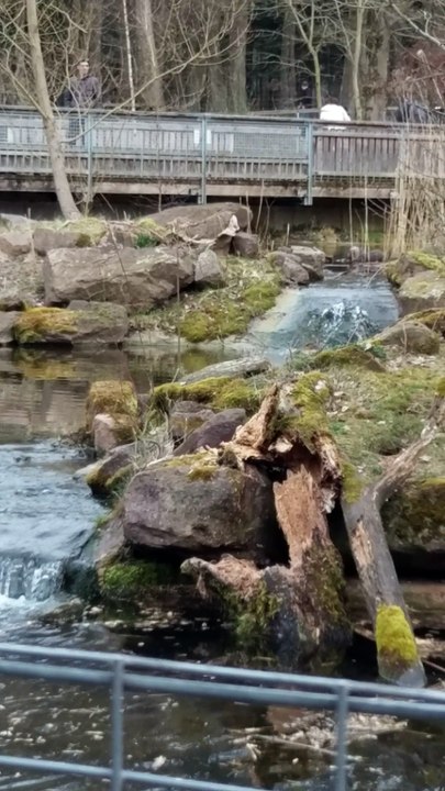 Fischotter baut um, Wildpark Pforzheim 02.04.2018
