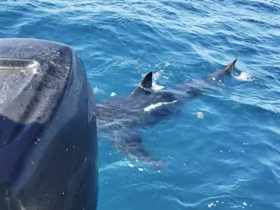 GREAT WHITE! Shark curious about boat checks ou...