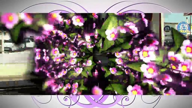 A FLEUR DE VILLE : A Fleur de Ville à Miramas