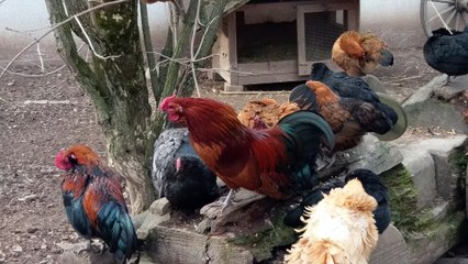 Niedliches Häschen/Kaninchen Wildpark Pforzheim 02.04.2018