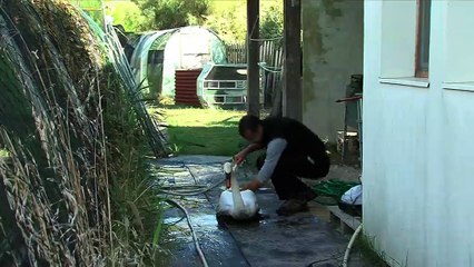 VUE D'ICI : Vue d'ici : Au chevet des oiseaux