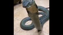 Quand ton animal de compagnie est un cobra royal géant impressionnant