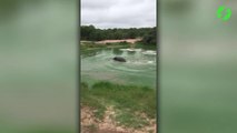 Un hippopotame essaie de sauver une impala qui se noie