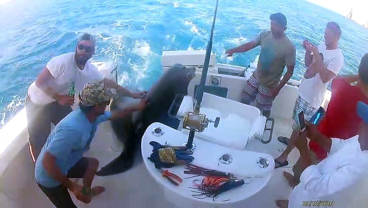 Un lion de mer vient squatter à bord d'un bateau de pêcheurs pour manger du poisson