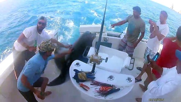 Un lion de mer vient squatter à bord d'un bateau de pêcheurs pour manger du poisson