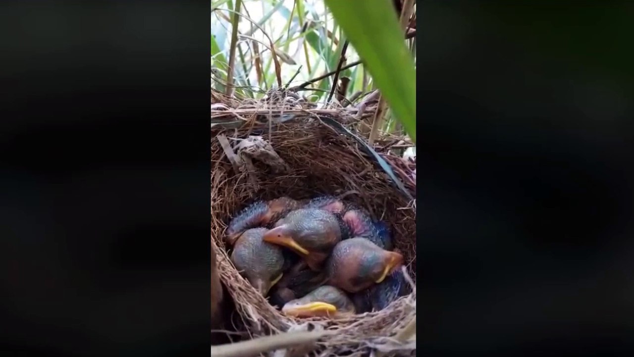 Newborn baby birds sleeping