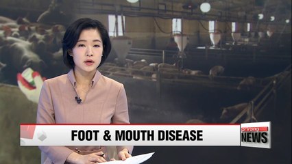 Second FMD case detected at pig farm in Gimpo