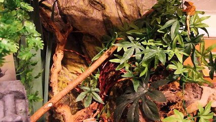 When To Handle Gecko For First Time | FAQ FRIDAYS