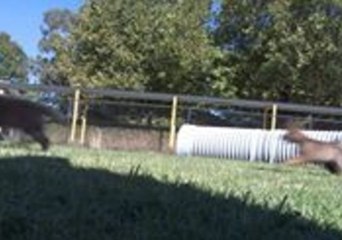 Police Pups' First Day on the Job is Too Cute