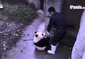 Panda Cub Steals Broom From Keeper