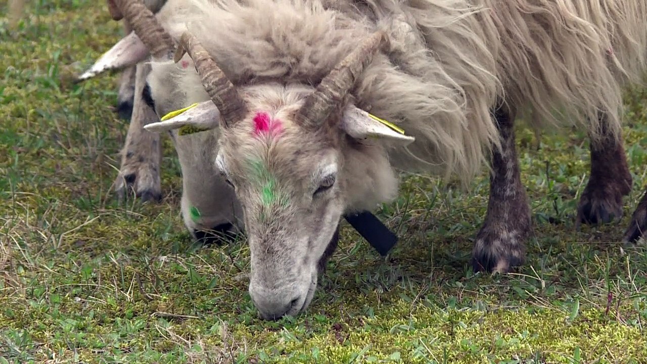 Schafe im Knast - als natürliche Rasenmäher