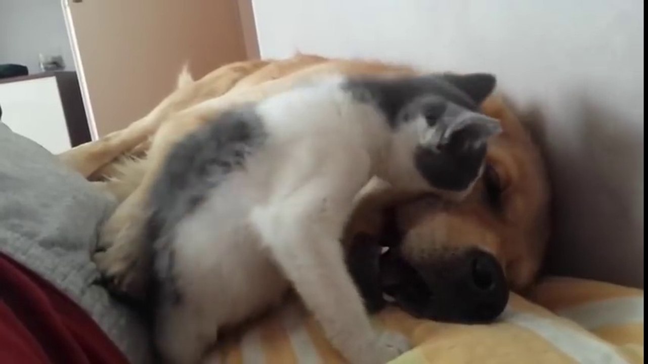 Morsures... d'un chaton sur ce gros chien qui dort !! Trop mignon