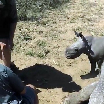Protecteur ce bébé Rhinocéros charge les vétérinaires de sa maman !