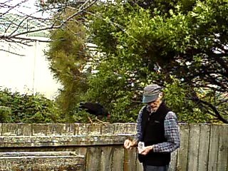 4 Apr 2018 Gezza's Stream: Feeding Sweety at the fence. Aspen's off camera left. Pickles won't blimmin shut up! :o(