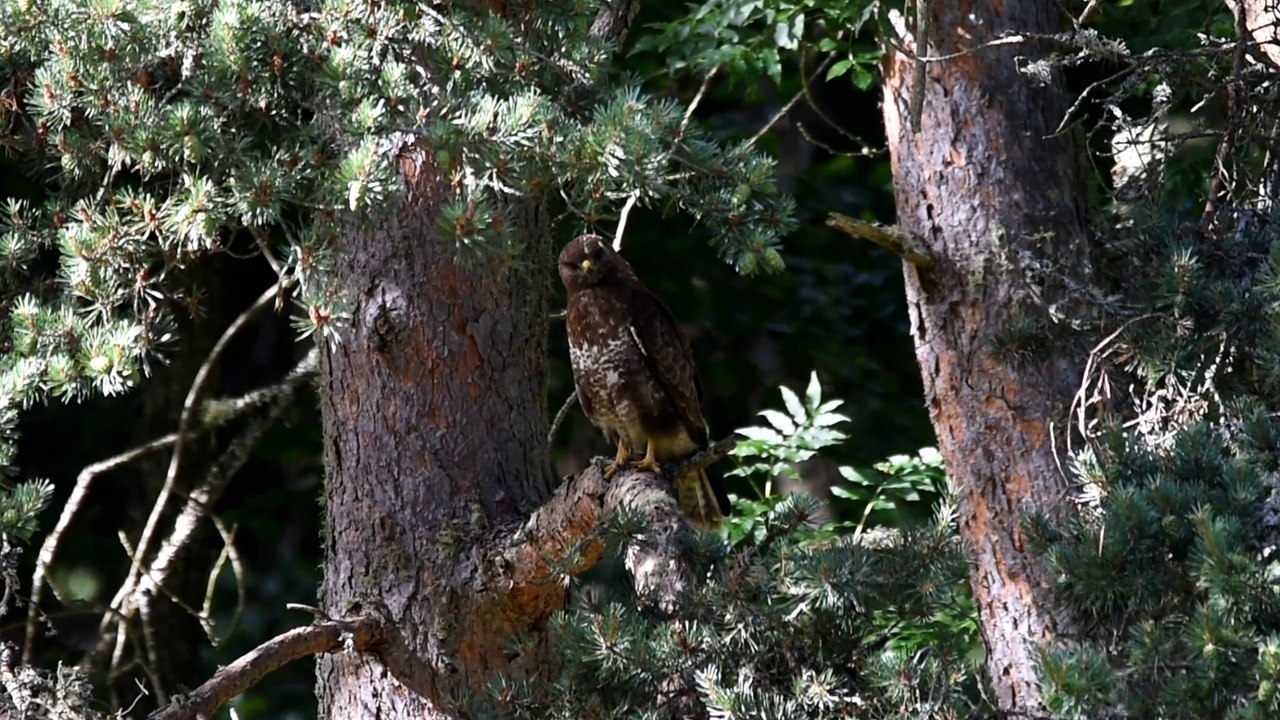 Buse variable