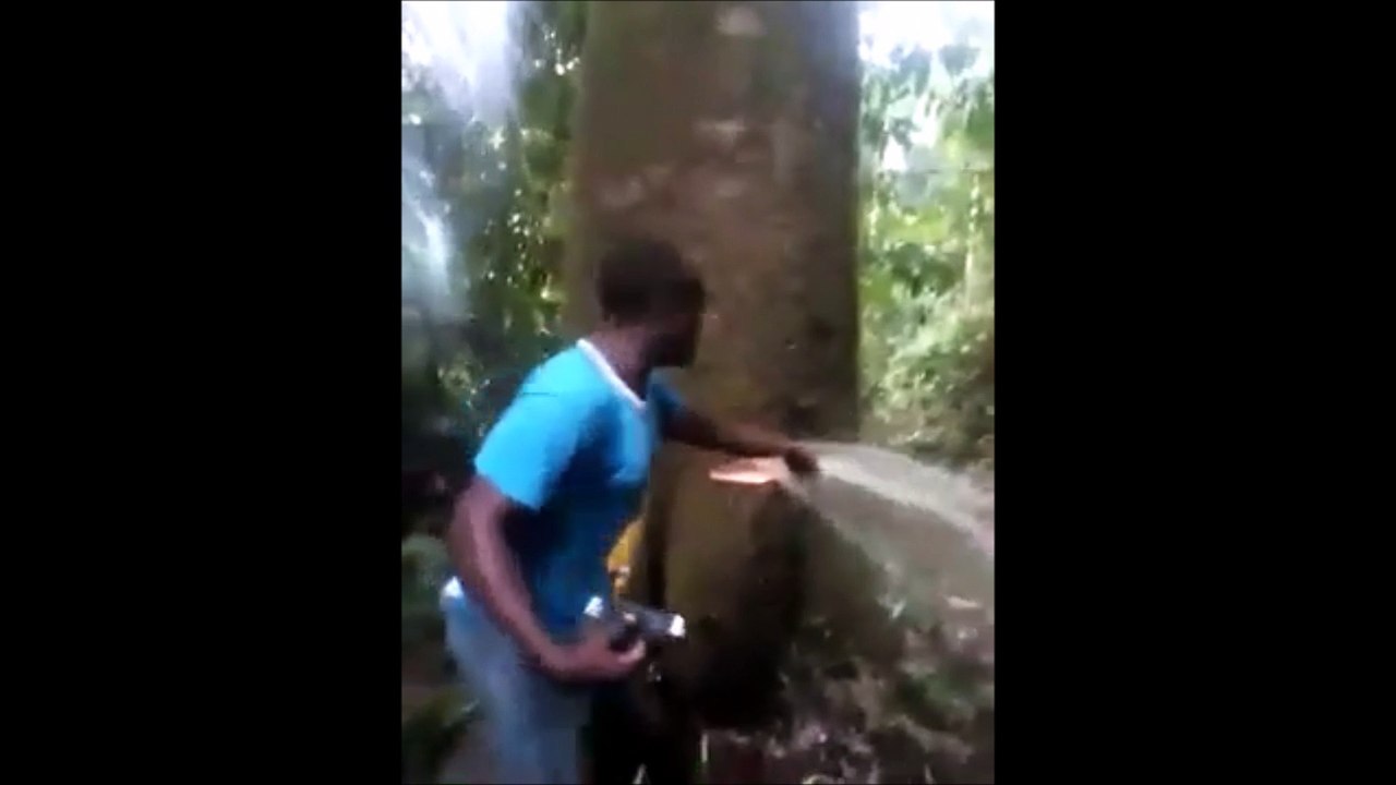 La vidéo de cet arbre qui expulse de l'eau quand on le plante n'a, pour le moment, pas d'explication officielle