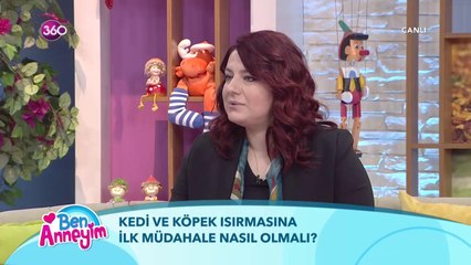 Kedi ve köpek ısırmalarında ilk müdahale