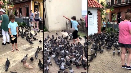 Un enfant qui nourrit des dizaines de pigeons