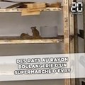 Un client filme des rats au rayon boulangerie d’un supermarché d'Evry