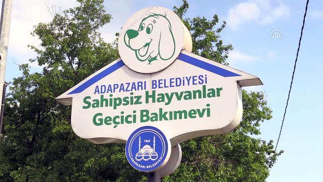 Sokak hayvanlarına müzikli 'terapi' - SAKARYA