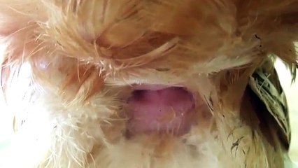 Hen give egg vedio
