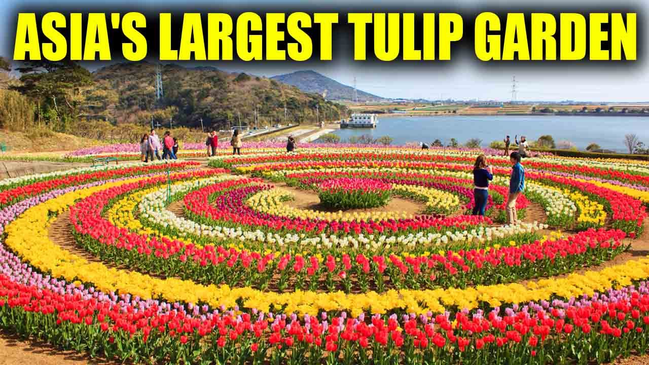 Tulip Garden in Kashmir, Asia's largest Tulip garden opens for visitors; Watch Video | Boldsky