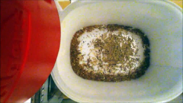 Dermestids Attagenus Unicolor #1815