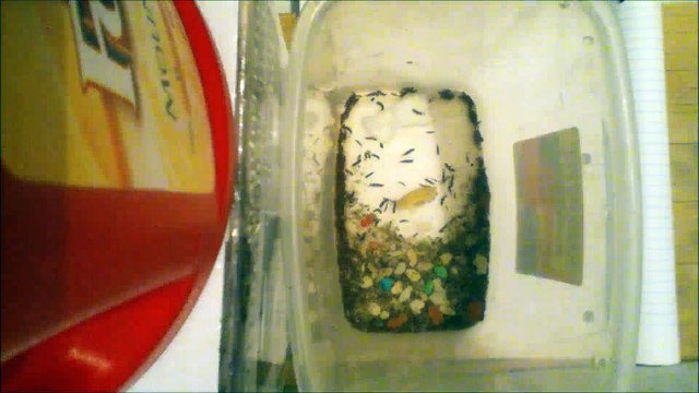 Dermestids Attagenus Unicolor #1820-1