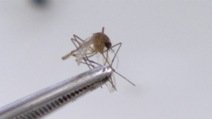 경남에서도 일본뇌염 매개 모기 발견 / YTN