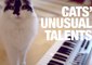 Things You Didn't Know Cats Could Do
