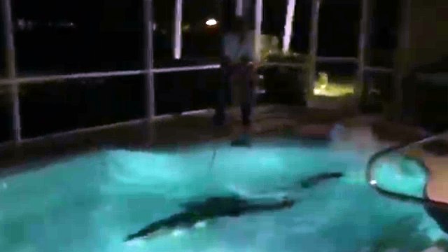 Un caimán de 3 metros nada en tu piscina