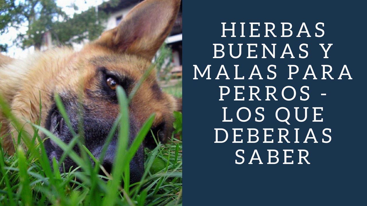 Hierbas Buenas y Malas Para Perros - Los Que Deberias Saber