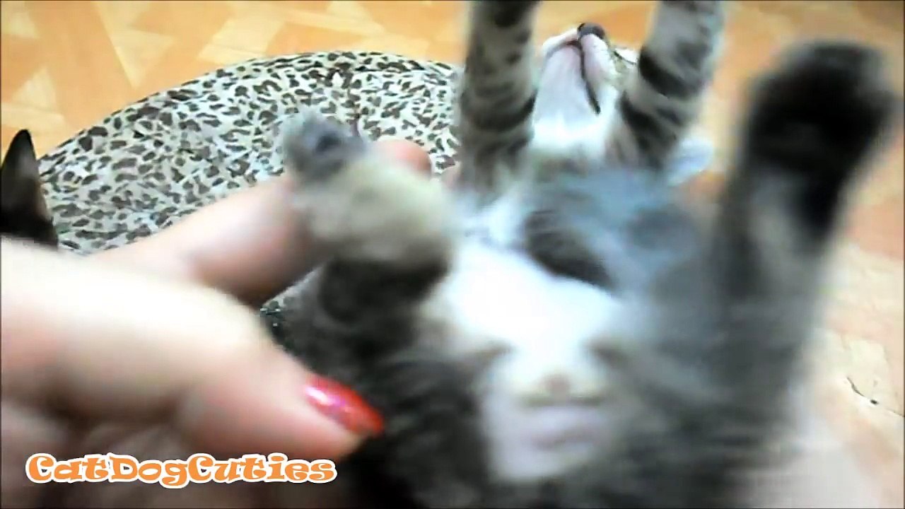 How to Tell if Your Kitten is a Boy or a Girl | CatDogCuties