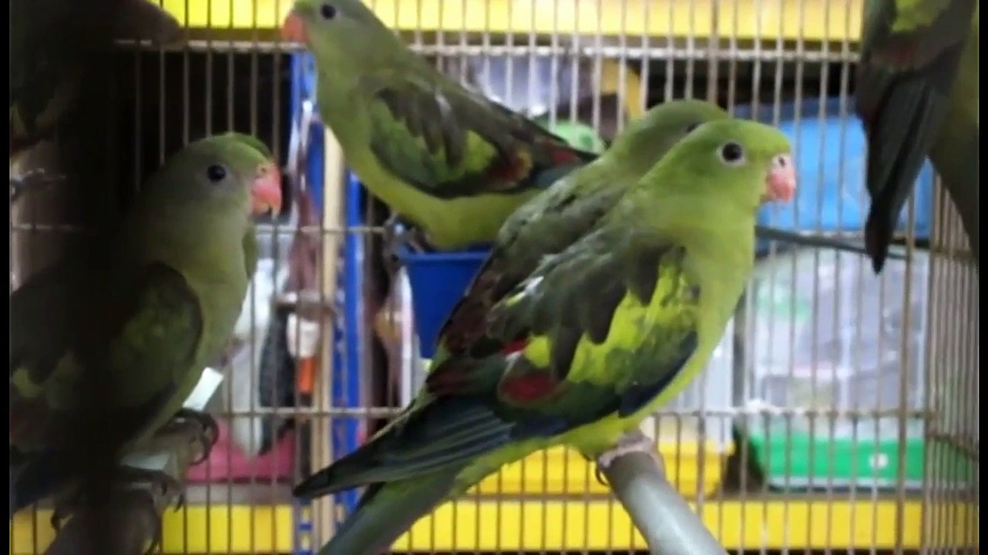 Everything about Regent parakeet - Medium Parakeets
