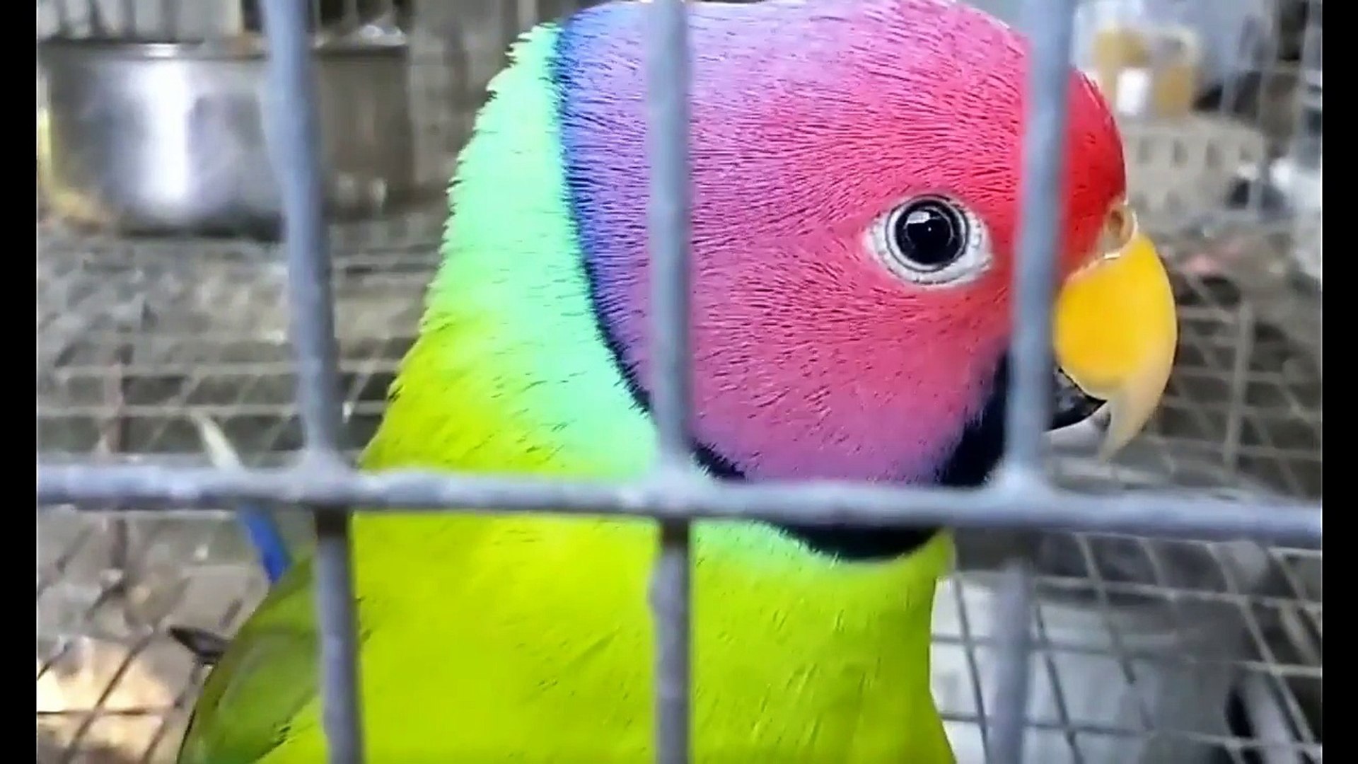 Everything about Plum headed parakeet in English - Medium Parakeets
