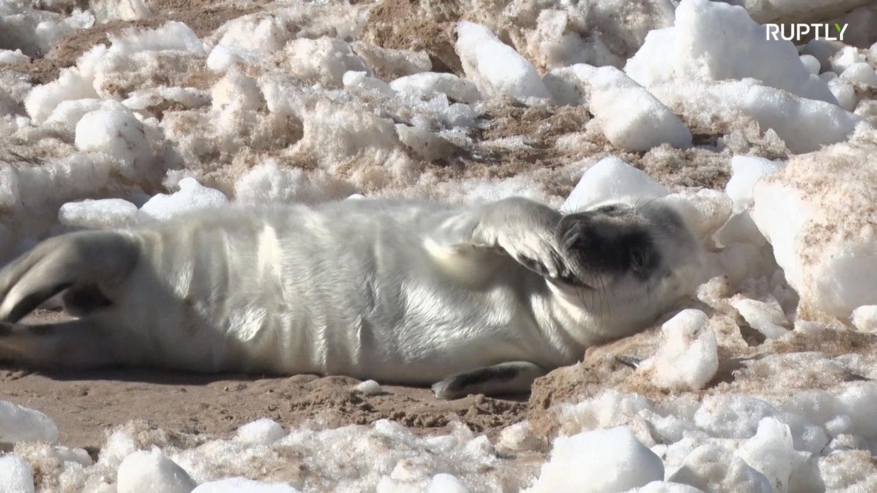 Sunbathing seals inaugurate beach season