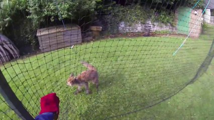 Il sauve un petit renard piégé dans un filet