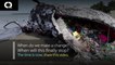 Découverte inquiétante d'une baleine échouée remplie de déchets plastiques en Norvège