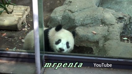 今日のシャンシャン　４月４日　上野動物園　香香　パンダ