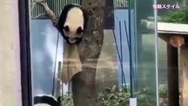 麻袋でスリスリ！シャンシャン気持ち良さう（≧∇≦）【パンダ】giant panda
